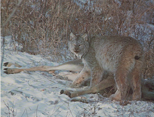 Canada Lynx